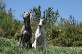 GREYHOUND 071